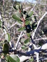 Ceanothus cuneatus cuneatus