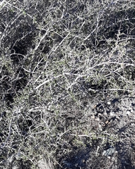 Ceanothus cuneatus cuneatus