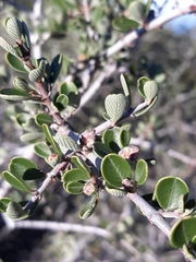Ceanothus cuneatus cuneatus