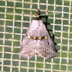 Hyperstrotia flaviguttata