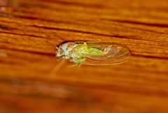 Psylla buxi