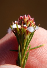 Spatalla squamata