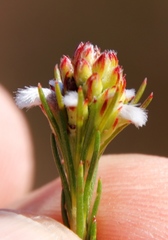 Spatalla squamata