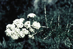 Ozothamnus secundiflorus