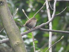 Troglodytes troglodytes