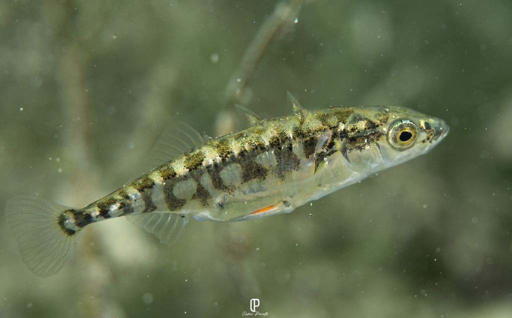 Sticklebacks