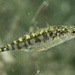 Sticklebacks - Photo (c) cedo12, some rights reserved (CC BY-NC)