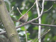 Troglodytes troglodytes