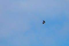 Sarcoramphus papa image