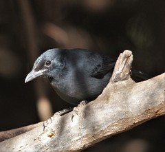 Laniarius funebris