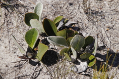 Mairia coriacea