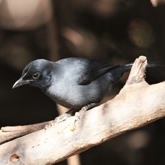 Laniarius funebris