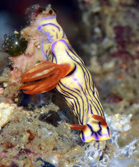 Hypselodoris zephyra