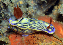 Hypselodoris zephyra
