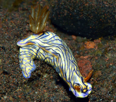 Hypselodoris zephyra