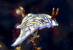 Hypselodoris zephyra