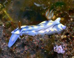 Hypselodoris zephyra