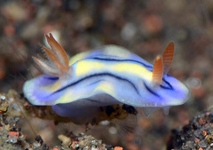 Hypselodoris zephyra