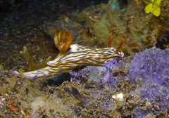 Hypselodoris zephyra