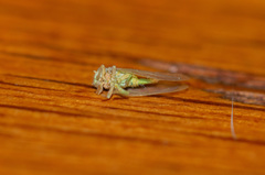 Psylla buxi