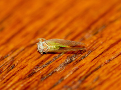 Psylla buxi