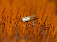 Psylla buxi