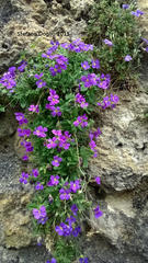 Aubrieta columnae