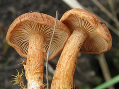 Bonomyces sinopicus