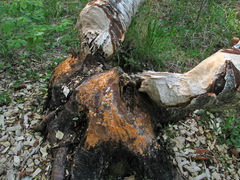 Fusicolla merismoides