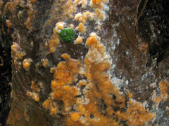 Fusicolla merismoides