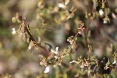 Roepera aurantiaca aurantiaca