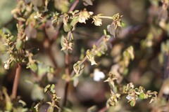 Roepera aurantiaca aurantiaca
