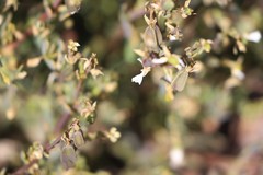 Roepera aurantiaca aurantiaca