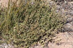 Roepera aurantiaca aurantiaca