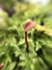 Auriscalpium vulgare