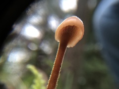 Auriscalpium vulgare