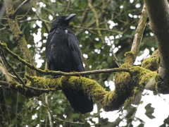 Corvus corone
