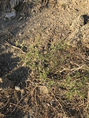 Fagonia laevis