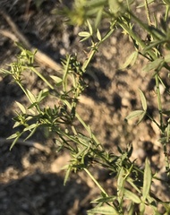 Fagonia laevis