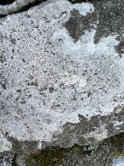 Bagliettoa calciseda