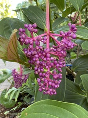 Medinilla magnifica