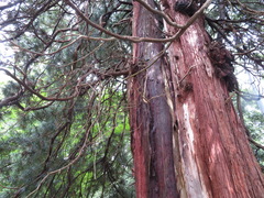 Sciadopitys verticillata