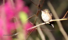 Selasphorus calliope