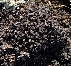 Enchylium coccophorum