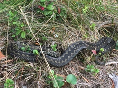 Vipera berus berus