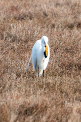 Laterallus jamaicensis coturniculus