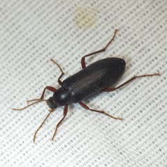 Eupsophulus castaneus