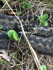 Vipera berus berus