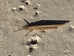 Leptysma marginicollis