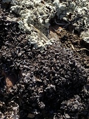 Enchylium coccophorum